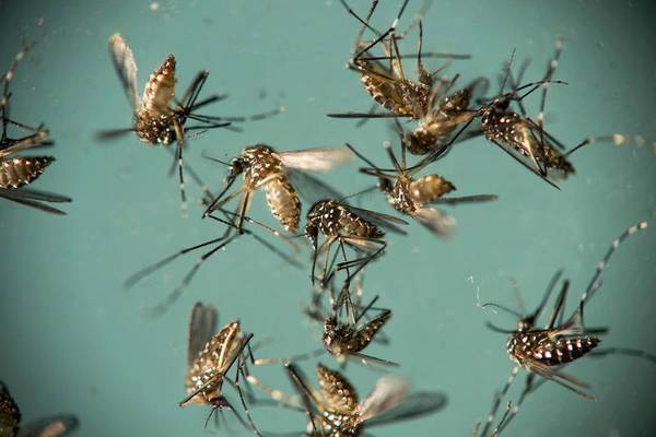 Mosquitoes in Mokena test positive for West Nile virus 