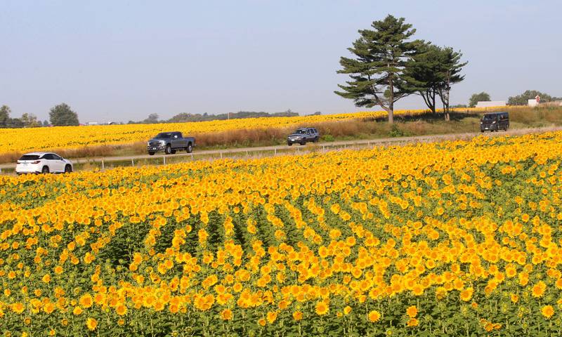 A view of a sunflower field on Wednesday, Sept. 10, 2025 near the intersection of 3000 East Street and Interstate 80 about a mile north of Seatonville in Bureau County.