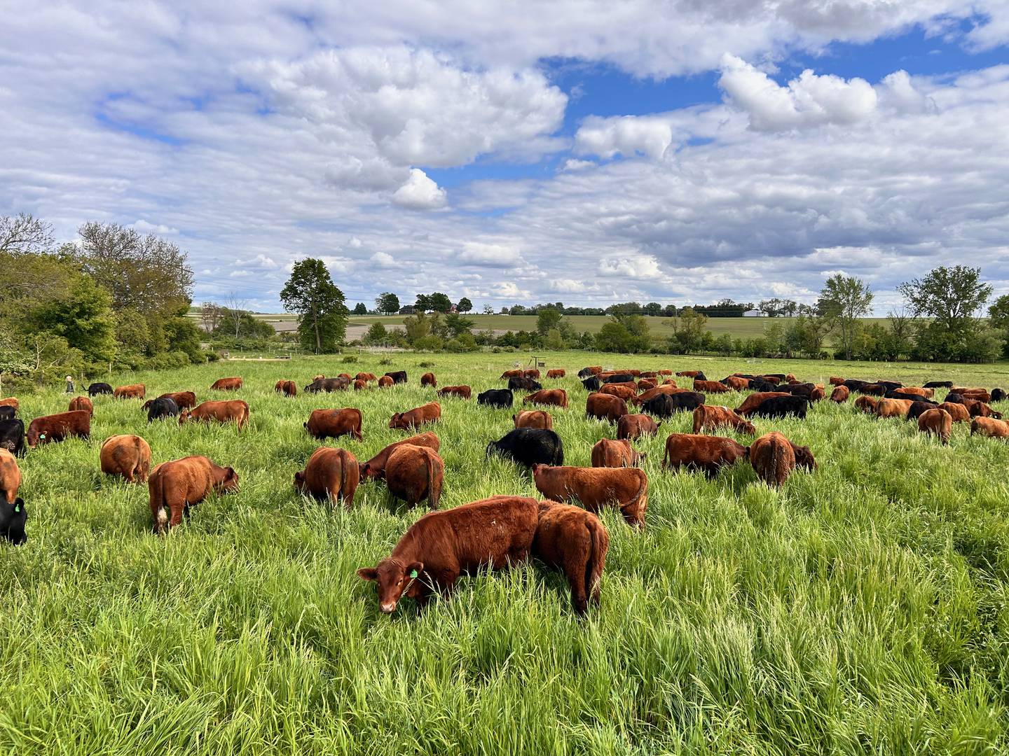 Red Devon cattle graze on the grass at Brass Family Farm in Stillman Valley. The Brasses will have their annual Pasture Walk on Oct. 18 at the farm, 9402 N. Meridian Road in Stillman Valley.
