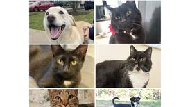 Will County Pets of the Week: Jan. 6, 2025