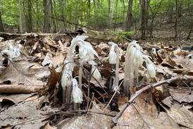 Down the Garden Path: Ghost of a Plant