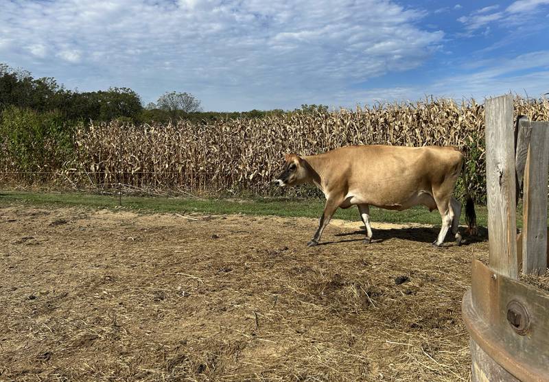 A Jersey cow walks near a corn field at the Happily Homegrown homestead during the Ogle County Farm Stroll on Sunday, Oct. 12, 2025. The Bruns family also raise pigs, rabbits, and chickens and grows fruits and vegetables on their 12-acre homestead east of Oregon.