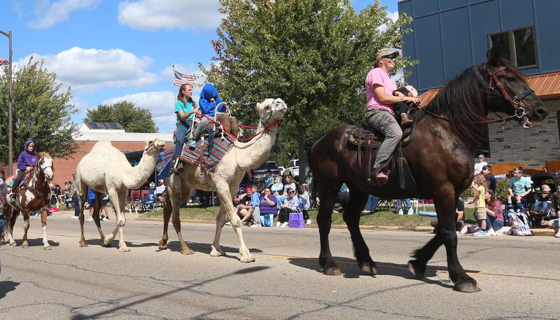 A pair of camels walk behind a horse during the 54th annual Homestead Festival parade on Saturday, Sept. 6, 2025 in Princeton.