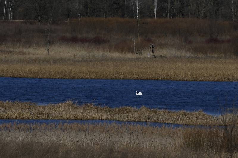 A swan on Wednesday, March 20, 2024, in Glacial Park. Tamarack Farms, a 985-acre property in Richmond, has been acquire by The Conservation Fund, Illinois Audubon Society, and Openlands and will be added to the Hackmatack National Wildlife Refuge, connecting Glacial Park to the North Branch Conservation Area.