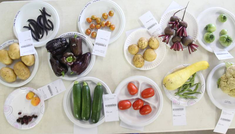 A variety fo vegatables were judged during the Bureau County 4-H Fair on Thursday, July 10, 2025 at the Bureau County Fairgounds in Princeton.