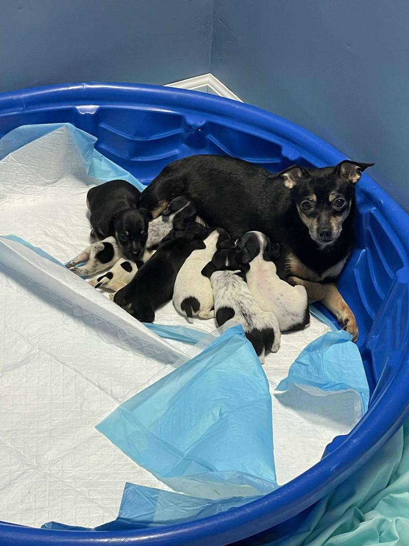 This mother and litter of puppies was among three found in a hoarding home Wednesday in Wauconda.