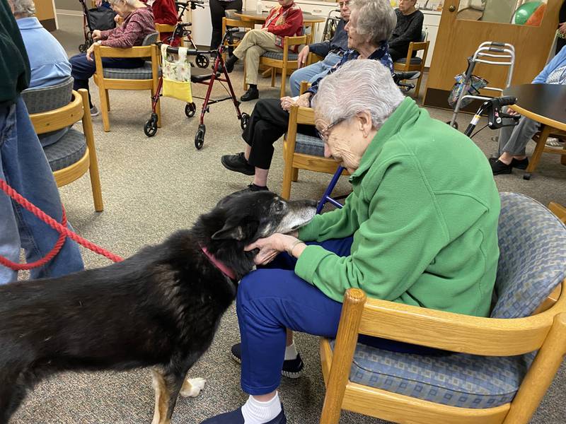 The seniors at Greenfield have been following the events of the 2023 Alaskan Iditarod race while delving deeper into its history.