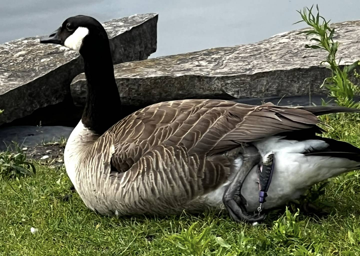 A fishing lure is stuck to a Canada goose at Pratt's Wayne Woods.
