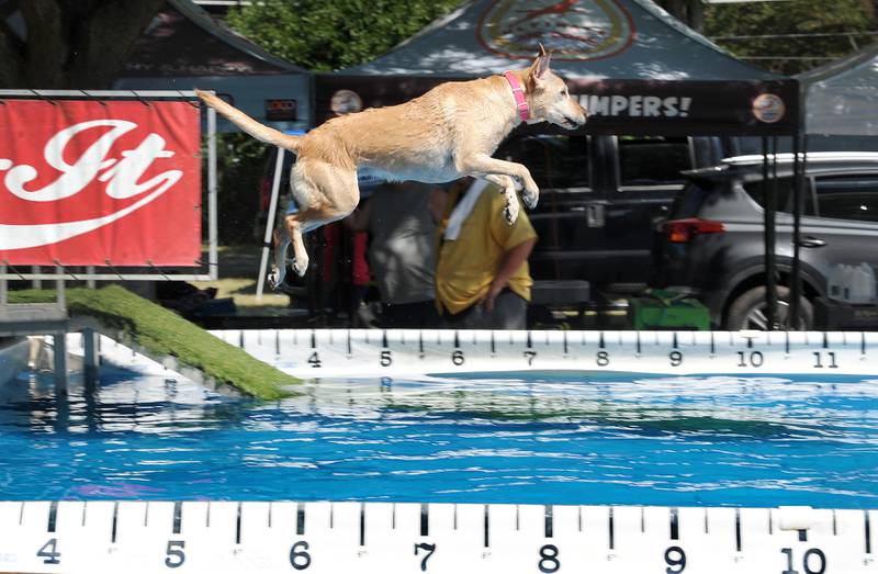 Six-year-old Daisy Rose of Janesville, Wisconsin goes airborne off the Air-Dogs Dock during Home Town Days at Yorkville's Beecher Park on Sunday, Sep. 3,  2023.