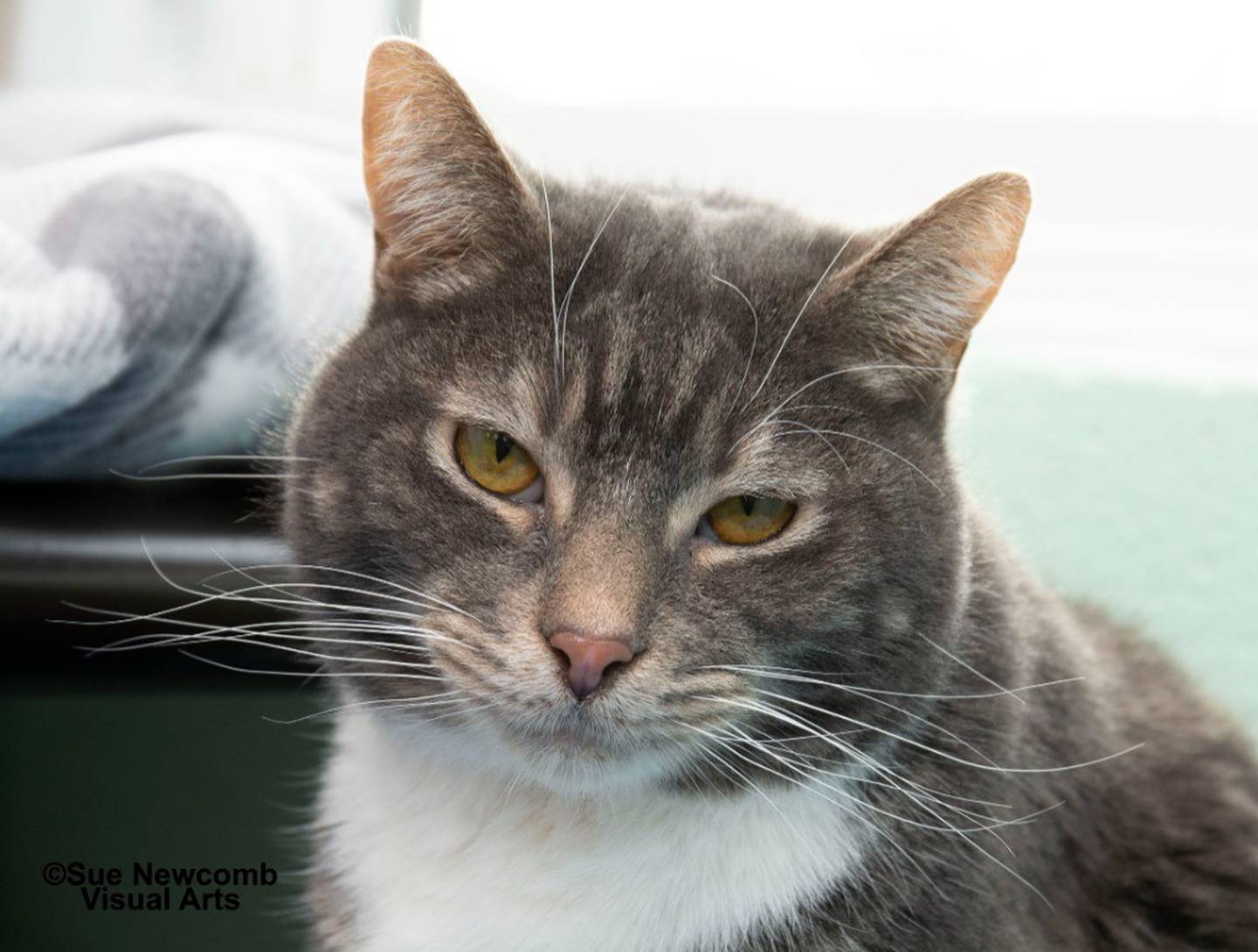 Wally is 5-year-old domestic shorthair. He is sweet and affectionate and will follow people and rub against their legs for attention. Wally needs a home without dogs and prefers mellow, independent cats. Contact the Will County Humane Society at willcountyhumane.com and follow the instructions for the adoption process.