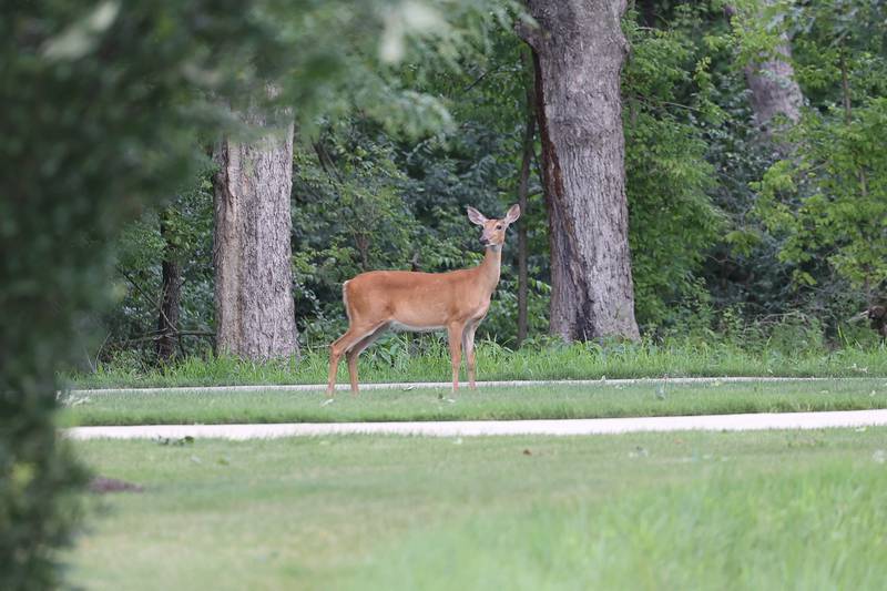 A deer stands near a path at the Abraham Lincoln National Cemetery in Elwood on Saturday, July 29.
