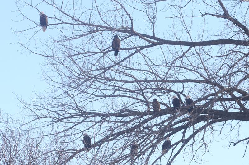 Bald eagles rest in a tree overlooking Lock 19 on theHennepin Canal on Wednesday, Jan. 15, 2025 near Wyanet. About a 300 foot stretch of the canal remains unfrozen in that area allowing the eagles to have a healthy habitat.