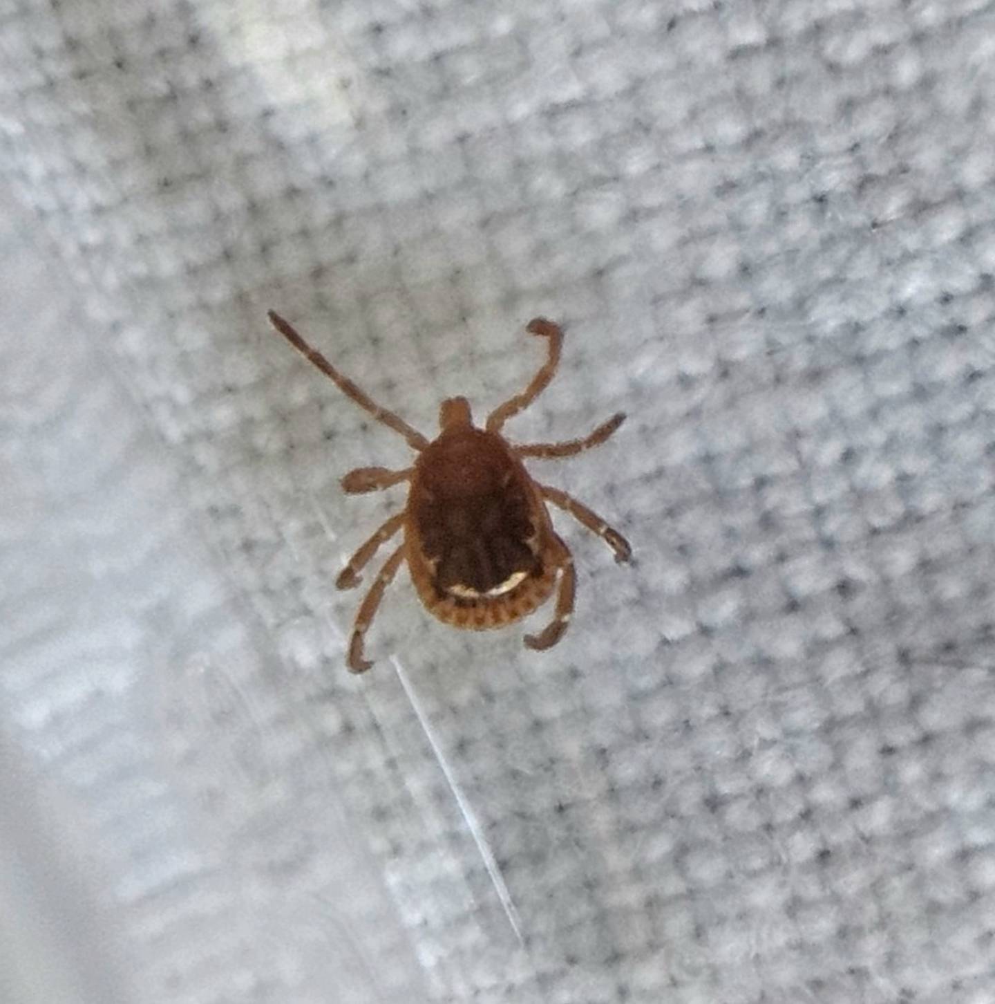 A male Lone Star tick was discovered by the Kendall County Health Department during a tick drag conducted in late April.