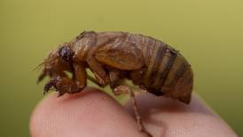 Cicadas are coming: What experts say you should know