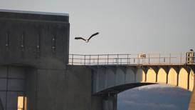 Fewer bald eagles? Volunteer counters show decline from last year