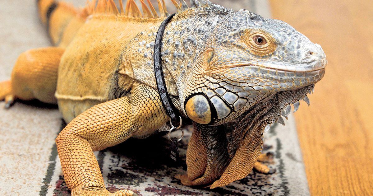 Reptile convention slithers into St. Charles Shaw Local