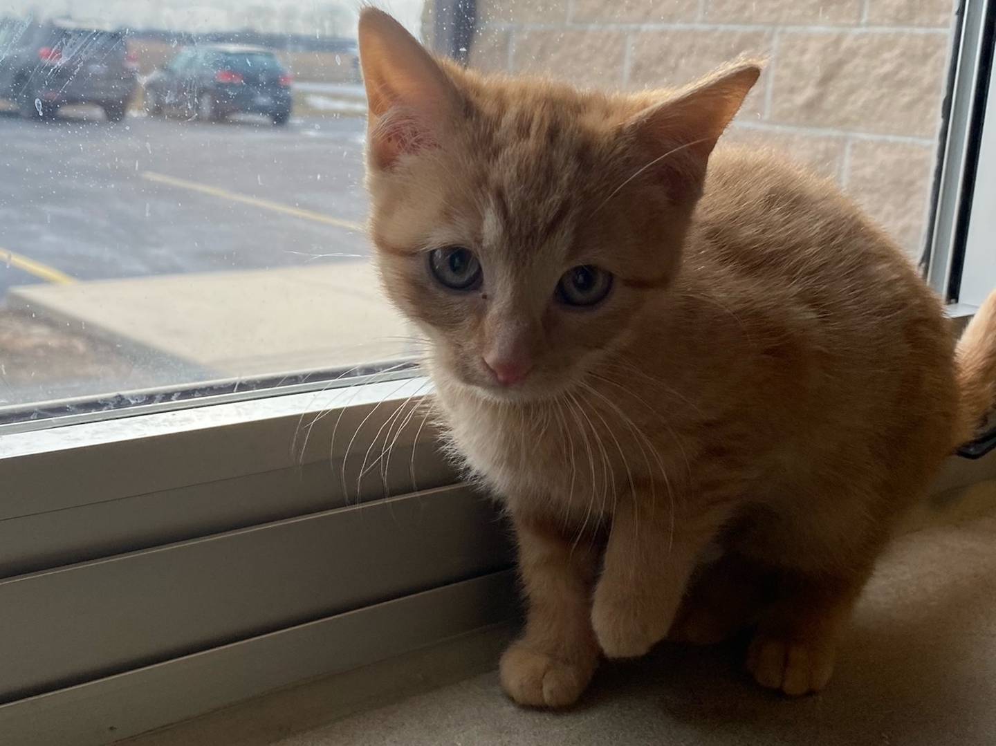 Ginny is a 10-week-old orange female tabby. She is playful and very loving. Ginny loved to be cuddled and held. She gets along well with other cats.  For additional information on Ginny, including adoption fees please visit https://www.grundyco.org/animal-control/. All animals are spayed/neutered, Rabies Vaccine, Microchipped, de-wormed, distemper combo, and flea protection.