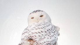 McHenry snowy owl: New report reveals what contributed to bird’s death