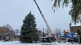 Ottawa puts up Christmas tree in Jordan block