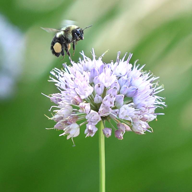 A bumble bee collects pollen from an ornamental onion flower Friday, July 12, 2024, near the Kishwaukee Country Club in DeKalb.