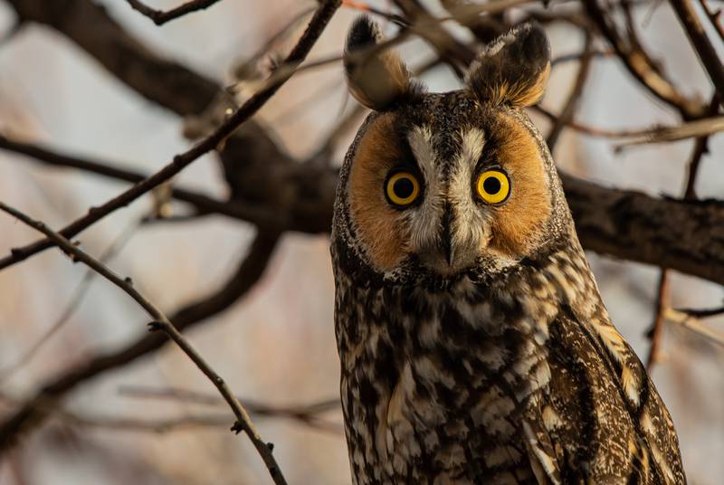 The long-eared owl’s namesake “ears” on top of its head are used for camouflage and communication, but not for listening. Its actual ears are located farther down, on either side of the head.