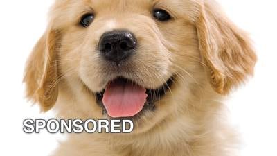 Preparing Furry Friends For Their First Boarding Experience