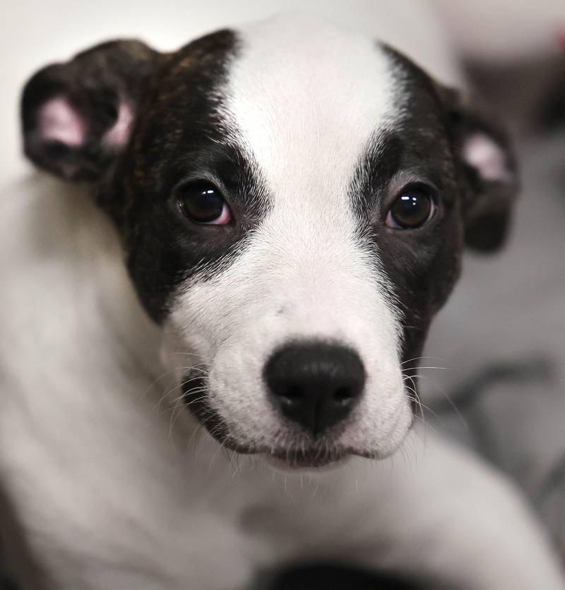 One of the dogs available for adoption Monday, July 24, 2023, at Tails Humane Society in DeKalb. Tails will be hosting  the Tails on Tap Bar Crawl Saturday Aug. 5 in downtown DeKalb with all proceeds benefitting the homeless pets at the shelter.