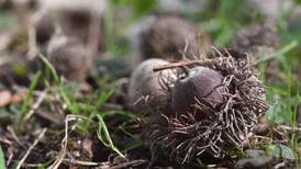 Why there is a bounty of acorns this season: ‘Oaks are having a moment’