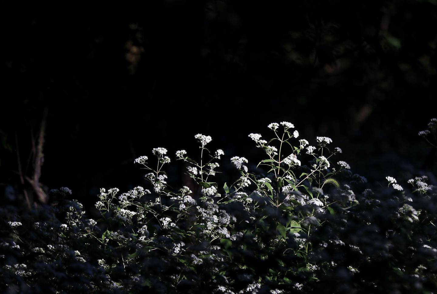Flowers bloom at McHenry's Cold Springs Park on Monday, Sept. 15, 2025. The city hopes to use state matching grant funding to upgrade the long-underused park.