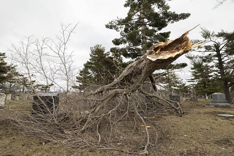 Downed trees and limbs are seen littering Prairie Repose Cemetery in Amboy Saturday, April 1, 2023 the day after a line of powerful storms roared through the Sauk Valley.