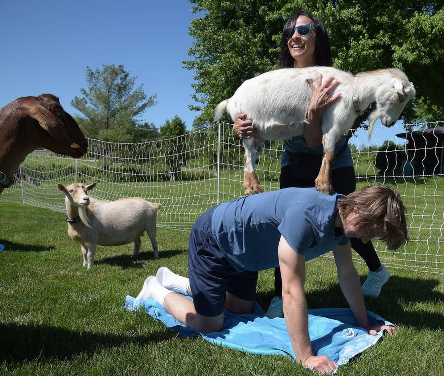 Danielle Kerr removes Rose from Mitch Dec's back when she thinks the 20-year-old from Cary has had enough during a Goat Yoga Chicago class in Elgin.