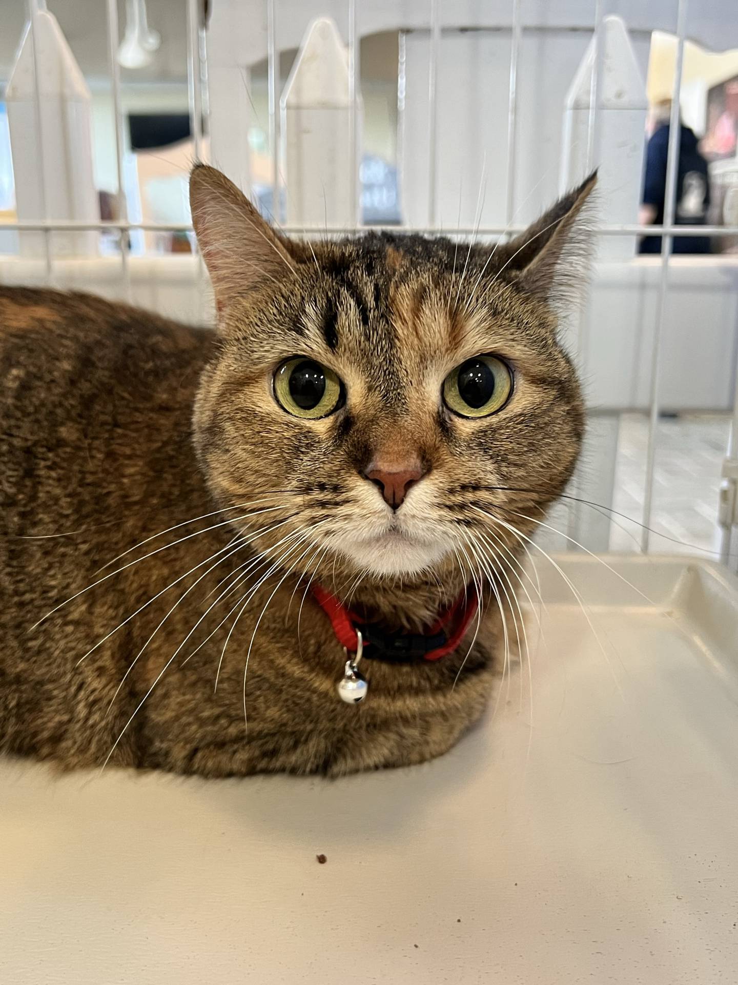 Klalifah is a 7-yearold female torbie that was relinquished because her owner was moving. She is needs a home where she can be a cherished companion. She is playful at times, likes pets and attention, and would love to sleep in bed with her adopters. To meet Klalifah, email Catadoptions@nawsus.org. Visit nawsus.org.