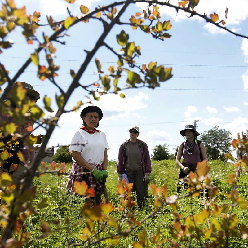 Linda Balek, left, Farm Program Manager for Land Conservancy of McHenry County, talks with other members for the “farm forest” team as they visit the conservancy's "farm forest" near the intersection of Dean Street and Hercules Road in Woodstock, Wednesday, June 13, 2022, to see how well some of the plants they planted are growing. The Land Conservancy of McHenry County is working on creating a creating a place where they will utilize native plants and regrow trees that will also be able to produce crops creating something of a more dense agrifarm.