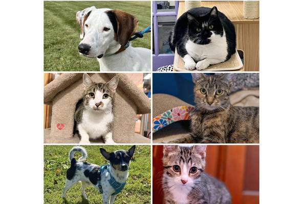 Will County Pets of the Week: Nov. 17, 2025