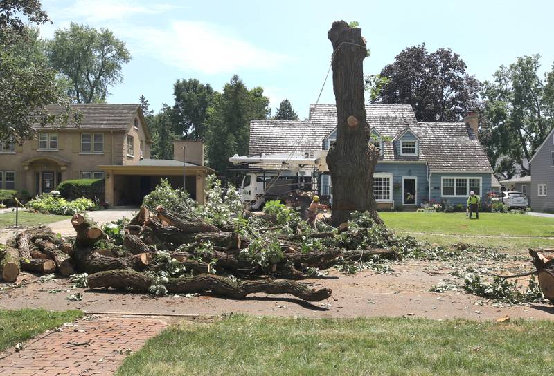 Workers from D. Ryan Tree and Landscape take down the historic oak tree Thursday July 21, 2022, at 240 Rolfe Road in DeKalb. The tree, one of the oldest in the city, was beginning to die and lost a branch in a storm last week so at the advice of an arborist the city opted to remove it rather than risk more branches coming down and causing damage or injury.