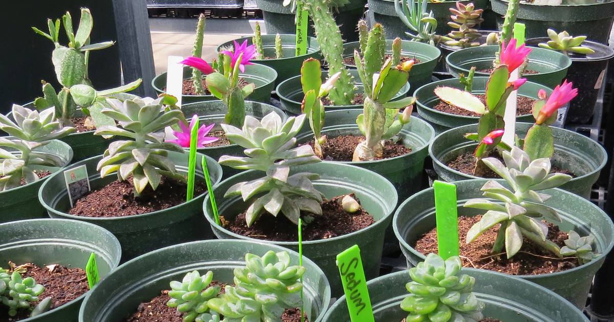 Wyanet library to host The Secret to Amazing Succulents on April 17
