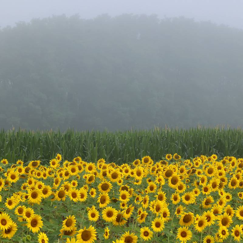 Fog shrouds trees in the distance as sunflowers blooms in a field Monday, July 22, 2024, at Shabbona Lake State Recreation Area in Shabbona Township.