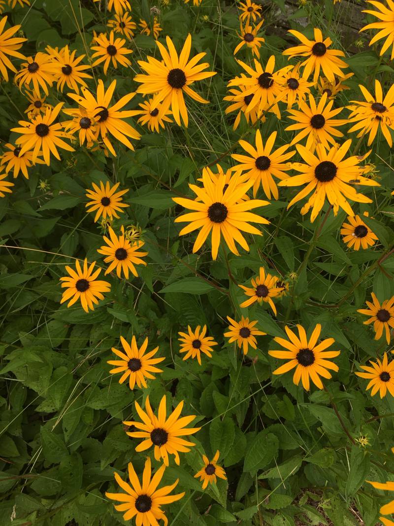 Help flowers grow abundantly in spring by getting properly prepared in winter.