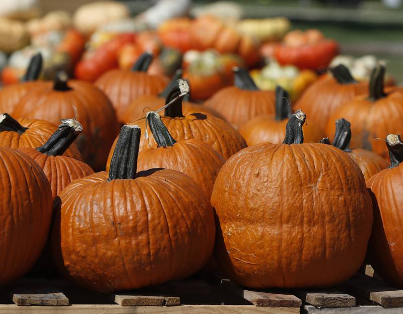Pumpkins for sale at Von Bergen’s Country Market, 9805 Route 173 in Hebron, on Thursday, Sept. 8, 2022.