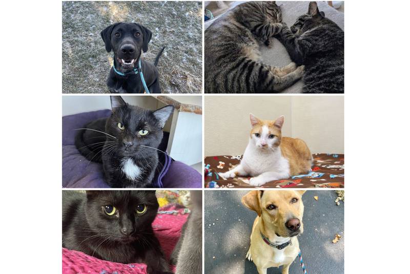 The Herald-News presents this week’s Pets of the Week. Read the description of each pet to find out about it, including where it can be adopted in Will County.