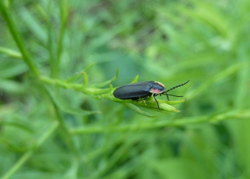 Not flashy but fascinating just the same, diurnal fireflies fly during the daytime and inhabit moist fields and woodlands throughout our area.