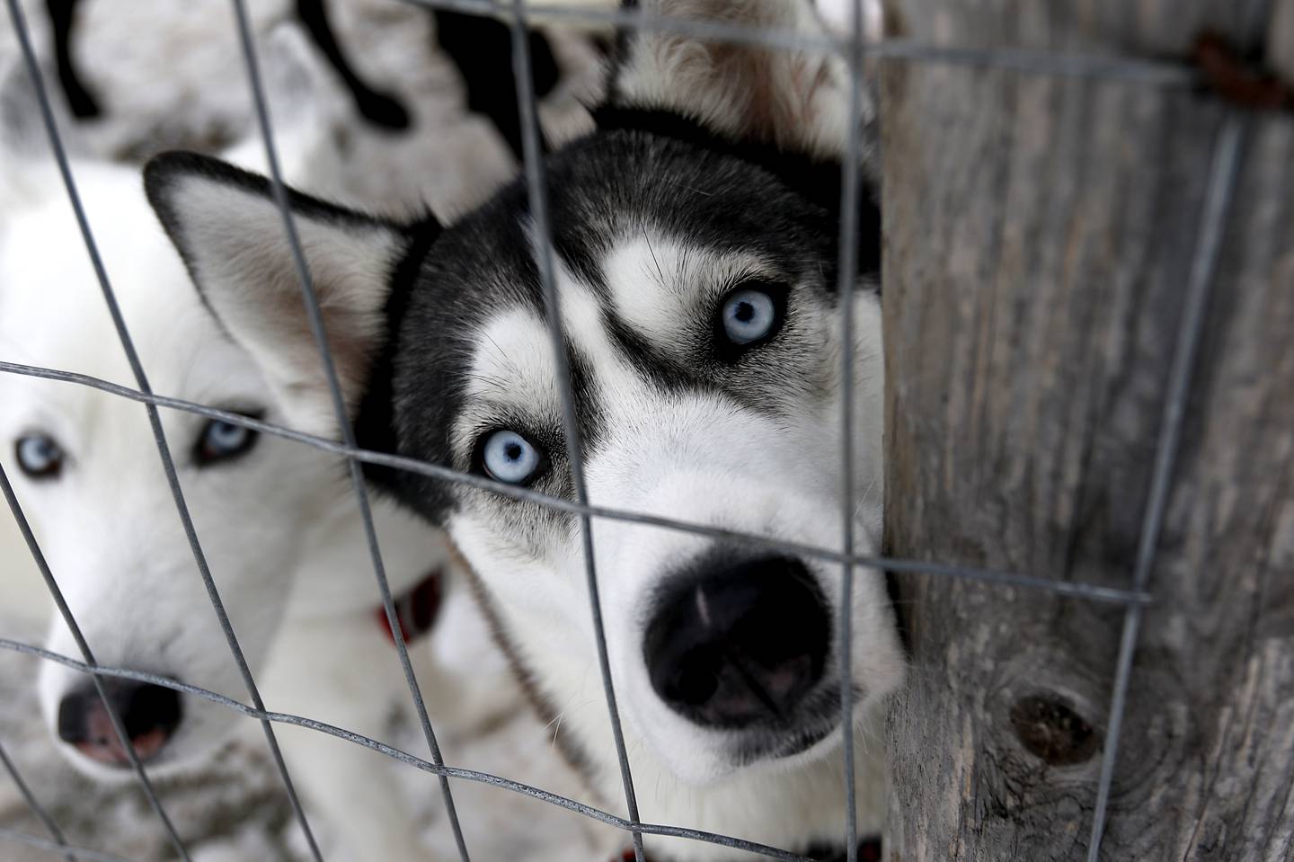 Milo and Arrluk, two of Hanna Kowal’s sled dogs, peer out of their run on Tuesday, Dec. 20, 2022, at her home near Hebron. Kowal trains and races sled dogs while also working and going to college.