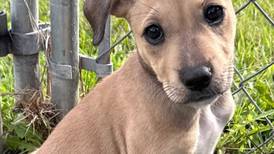 ‘Happy puppy’ aims to soar with forever family