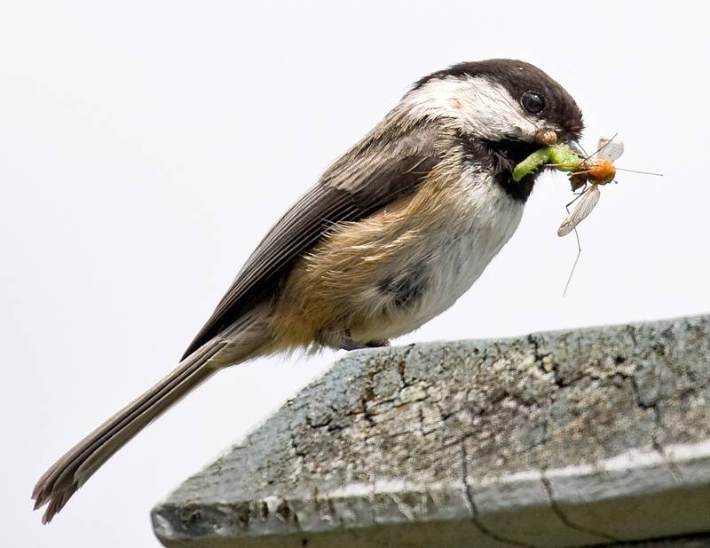 A chickadee gathers insects, including a caterpillar and a crane fly, to feed itself and its brood. Native plants and reduced pesticide use can help ensure chickadees and other common bird feeder species find the foods they need without increasing their risk of exposure to avian flu.