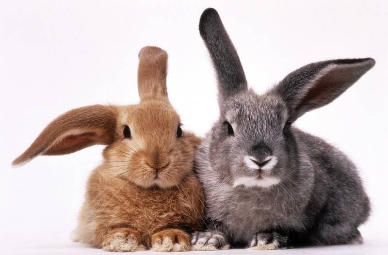 All Creatures Great & Small - Rabbits 101: Do They Make Good Pets?