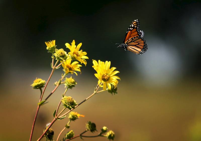 A monarch butterfly lands on a flower at the Kishwaukee Headwaters on Friday, August 21, 2015, in Woodstock.