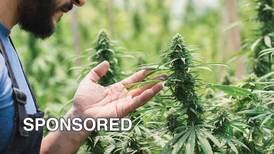 Exploring Cannabis Terpenes Like Wine: How to Sniff Out the Best Strains