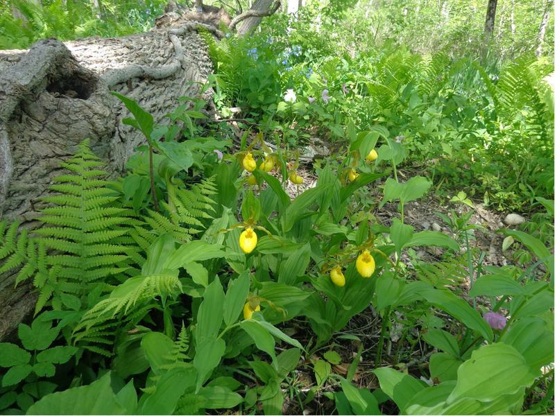 Yellow lady’s slipper is one of the native plants that may be seen during the Spring Wildflower Walk on May 7, 2022.
