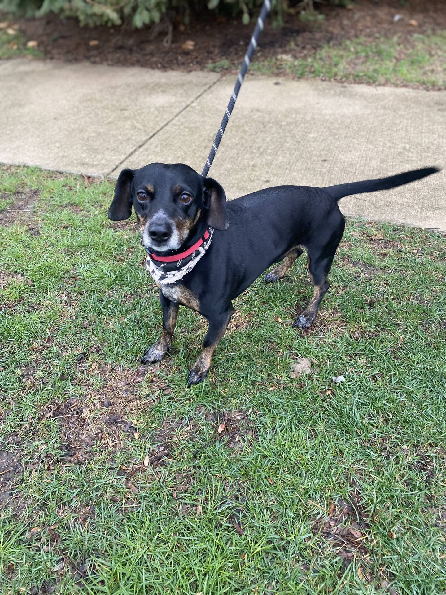 Dexter is a 7-year-old male dachshund mix. He is affectionate, spunky and outgoing. He loves attention from people and gets along with other dogs. To meet Dexter, email Victoria at victoria@nawsus.org. Visit nawsus.org.