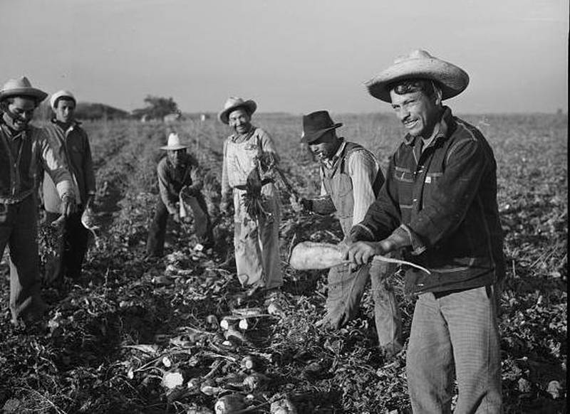 Mexican agricultural laborers top sugar beets in 1943 near Stockton, Calif. “I went to the Imperial Valley to work in the sugar beet fields,” Bracero Alfredo Guiterrez said in the 2010 documentary Harvest of Loneliness: The Bracero Program. “They would place a bucket of water at each end of the field. We didn’t drink water until we were done. If we stood up they would yell at us to bend back down.”